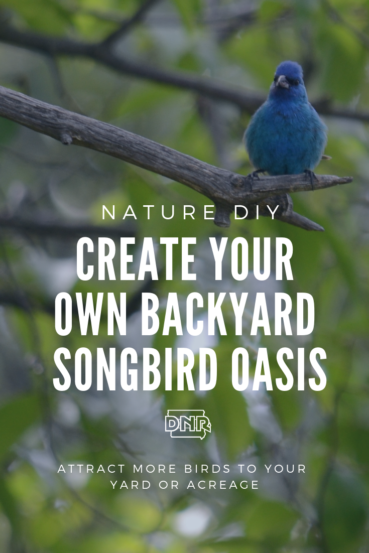 Create your own backyard or acreage oasis for songbirds  |  Iowa DNR